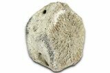 Fossil Whale Caudal Vertebra - Yorktown Formation #362066-2